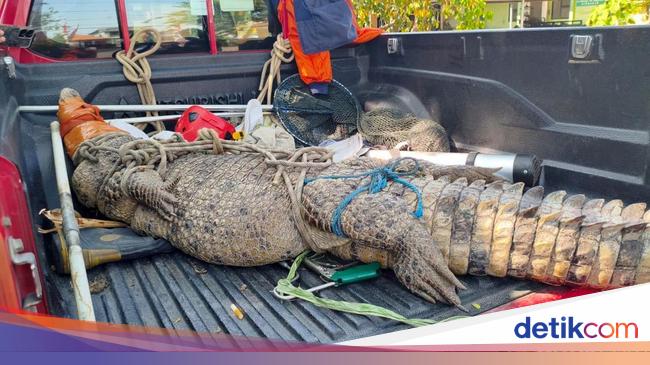 Heboh Buaya 3 Meter Masuk Kebun Tebu di Sidoarjo, Sempat Makan Ternak Warga
