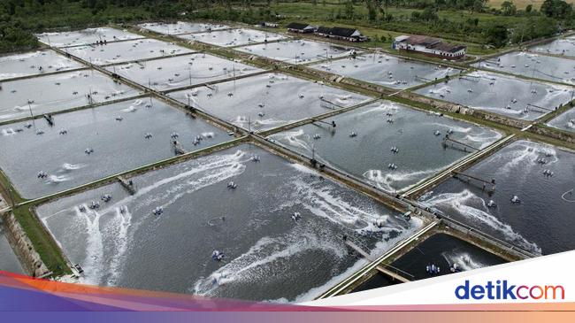 Dihantam Tarif AS, Petambak Udang Mulai Bidik Pasar Tiongkok