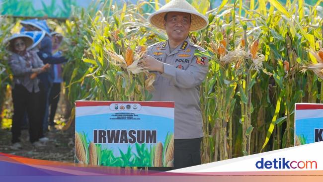 Irwasum Polri Pimpin Panen Raya Jagung di Malang: Hasil Sinergi Semua Pihak