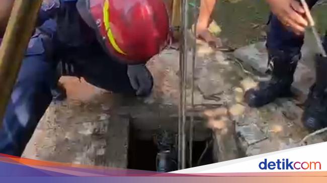 Kucing Tercebur Sumur di Cibinong Bogor, Warga Panggil Damkar