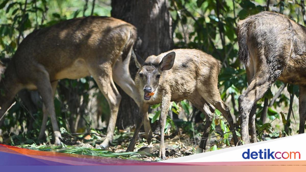4 Desember Hari Konservasi Satwa Liar: Tujuan dan Cara Merayakan
