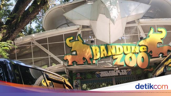 Bandung Zoo Ditutup Sementara, Kenapa?