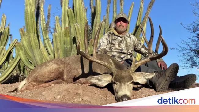 Pemburu Tewas Mengenaskan Diseruduk Kerbau Ganas