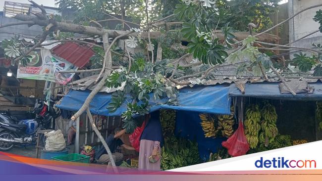 Pohon Setinggi 8 Meter Tumbang Timpa Lapak Pedagang Buah di Bogor