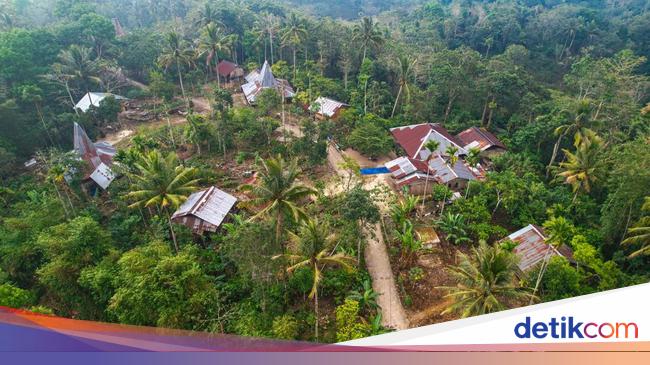 Porang dan Kemiri, Harta Karun Tersembunyi di Desa Terpencil Sumba