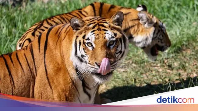 Kebun Binatang Denmark Minta Warga Sumbangkan Hewan untuk Mangsa Harimau