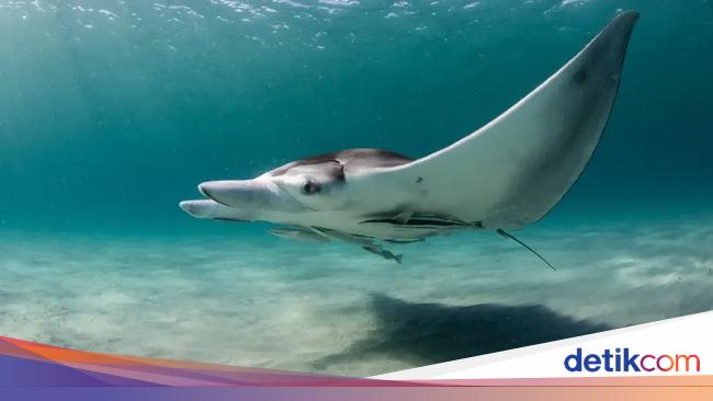 Spesies Pari Manta Baru Ditemukan, yang Ketiga Diketahui di Dunia