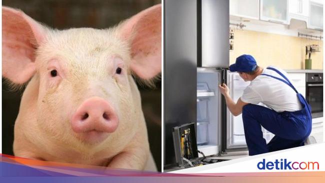 Tukang Ini Ogah Benerin Kulkas gegara Khawatir Ada Daging Babi