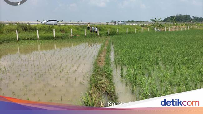 Lahan Persawahan di Lebak Kebanjiran, Saluran Air Tol Serpan Dinormalisasi
