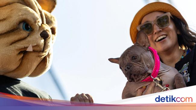 Lucu Banget, Anjing-Anjing Terjelek Adu Gaya di California