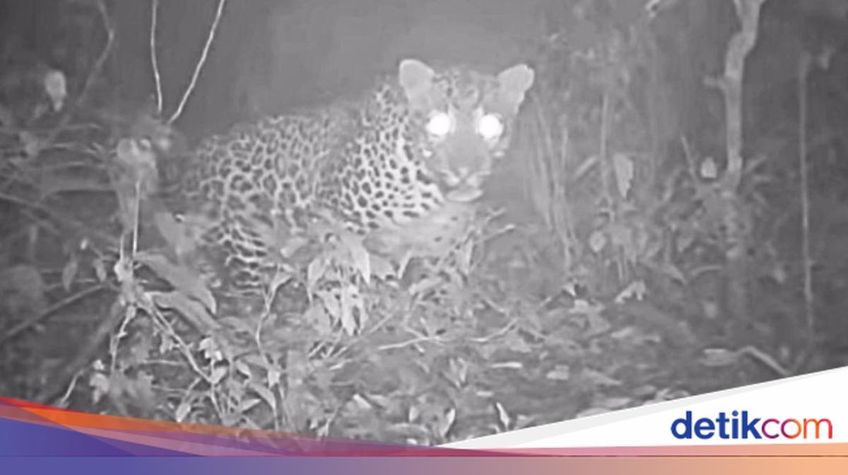 Geger Penampakan Macan Tutul Terekam Kamera di Gunung Lawu