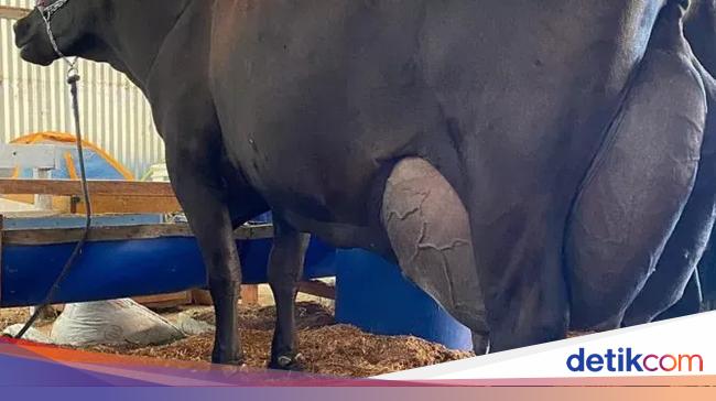 Pecah Rekor! Seekor Sapi Brasil Hasilkan 343 Liter Susu dalam 3 Hari