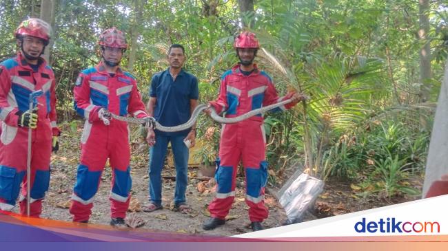 Mau Cek Sumur, Warga Kepulauan Seribu Kaget Ada Ular Sanca 3,5 Meter Nongol