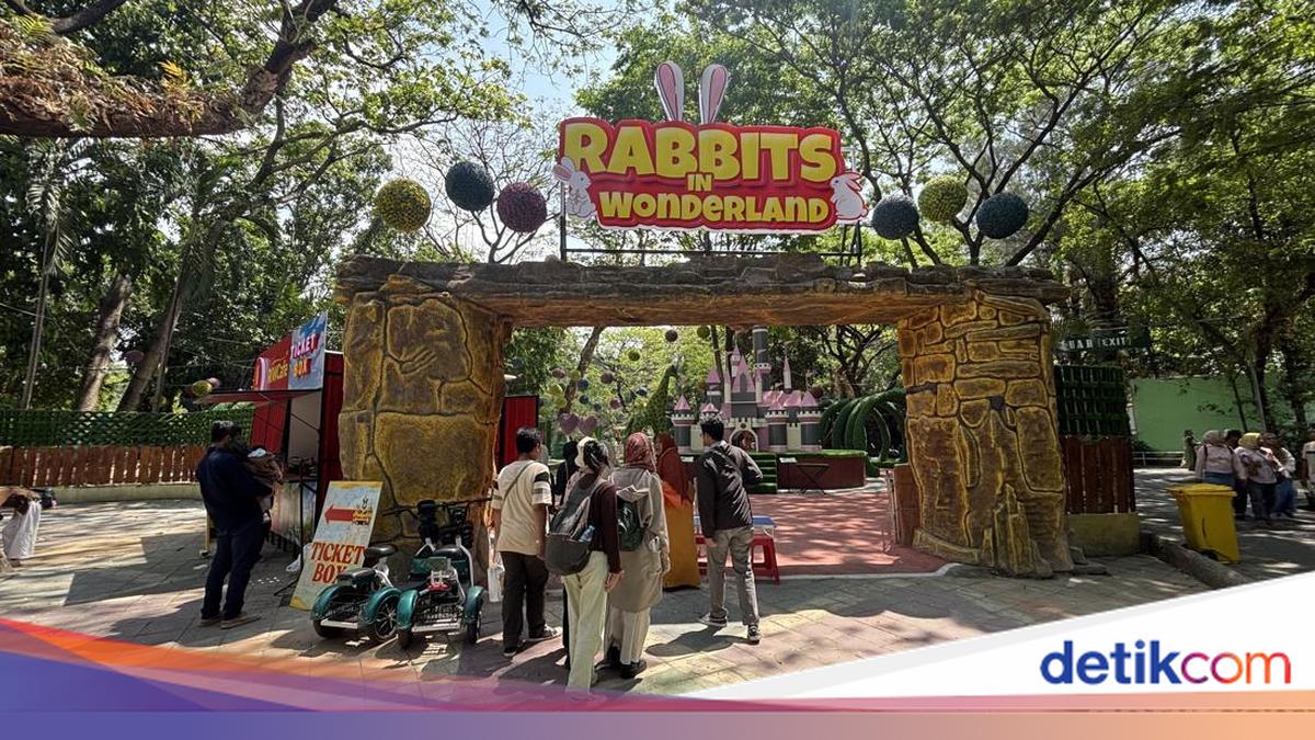 Rabbits in Wonderland, Wahana Baru yang Menggemaskan di Kebun Binatang ...