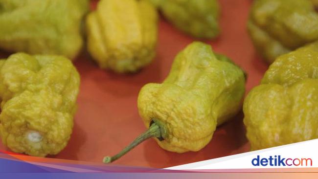 Carolina Reaper Kalah! Ini 10 Cabai Terpedas di Dunia Tahun 2025