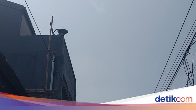 Monyet Jumbo Nangkring di Atap Rumah Bikin Resah Warga Kota Cimahi