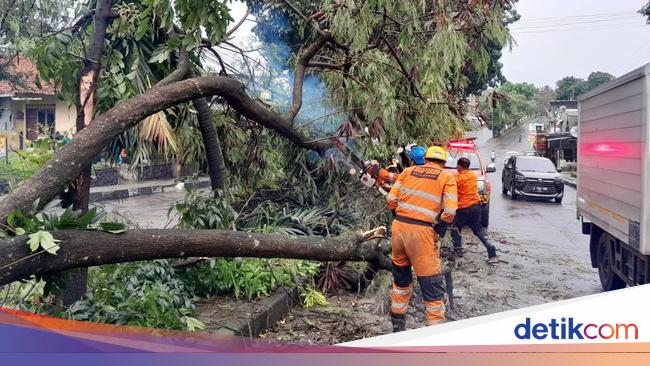 Hujan Disertai Angin di Bogor Bikin Pohon Tumbang hingga Timpa Mobil