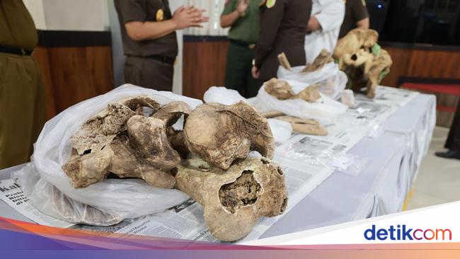 Kejati Banten Serahkan 2 Tengkorak Badak Jawa Kasus Perburuan ke TNUK