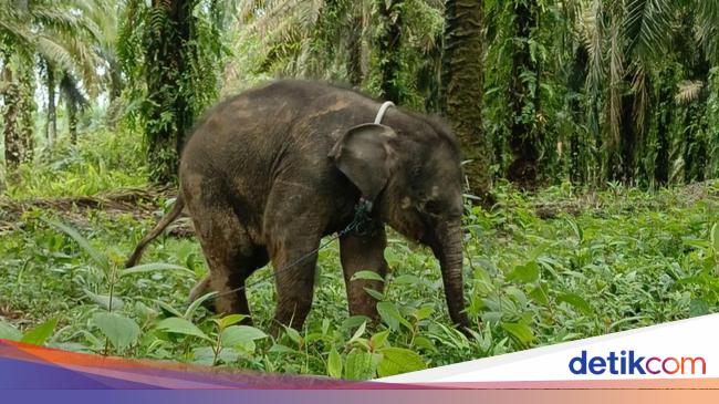 Hari Gajah 2025 Diwarnai Duka, Anak Gajah di Riau Mati Ditinggal Induknya