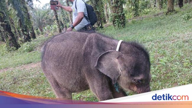 BKSDA Riau Ungkap Penyebab Kematian Anak Gajah Yuni