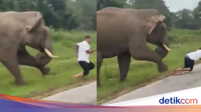 Tourists Chased Elephants: Selfie Gone Wrong