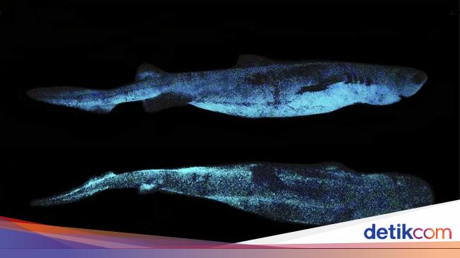 Unik, Ada Jenis Hiu yang Menyala dalam Gelap