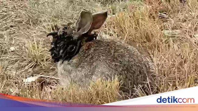 Kelinci 'Frankenstein' dengan Wajah Bertentakel Gegerkan AS