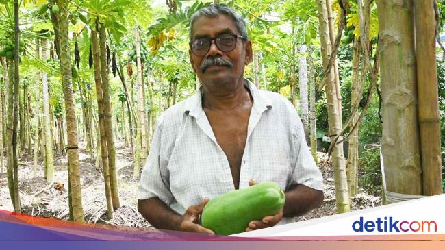 Keren! Petani 70 Tahun Ini Mampu Hasilkan 75.000 Kg Pepaya per Tahun