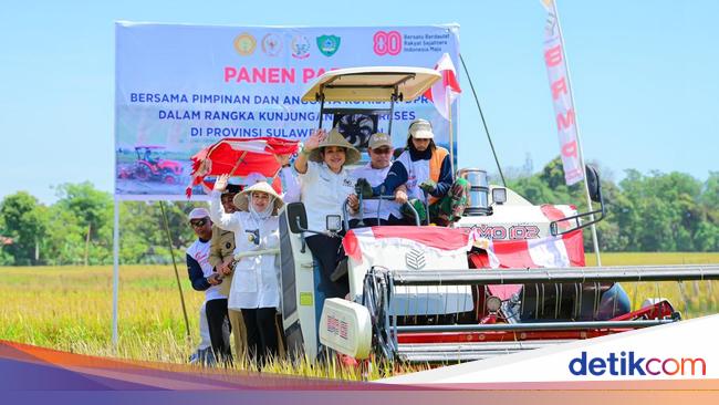 Wagub Sulsel &amp; Titiek Soeharto Panen Raya di Maros, Capai 9 Ton/Hektare
