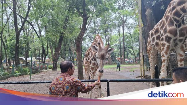 Kaji Ragunan Buka Malam Hari, Pramono: Naik Shuttle Bus-Tak Boleh Bawa Mobil