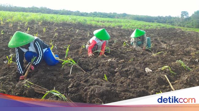 Pertamina Bina UMKM DDistillers, Ubah Lahan Kritis Jadi Lapangan Kerja