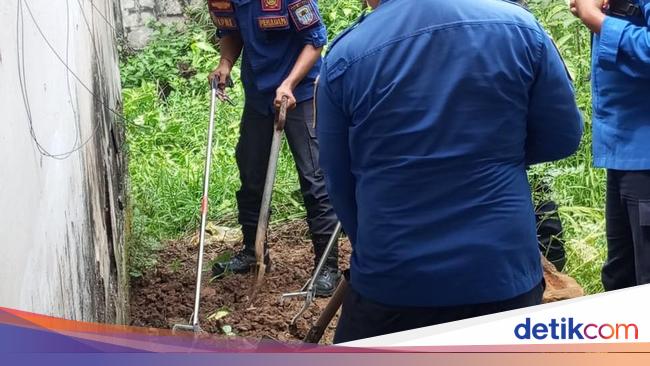 Ular Kobra Berkeliaran di Rumah Warga Lebak, Damkar Evakuasi