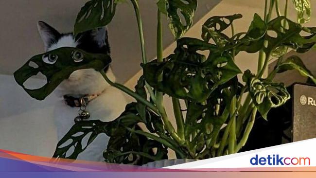 Aksi Kocak Para Kucing yang Bikin Nyengir, Gemasnya!