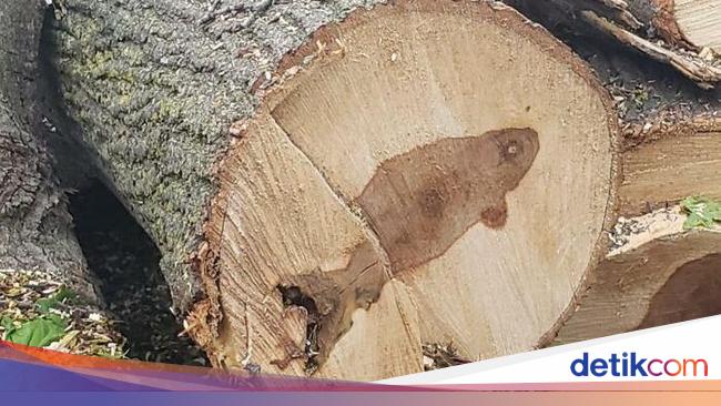 Foto Momen Kebetulan Langka, Asli Tanpa Editan Photoshop