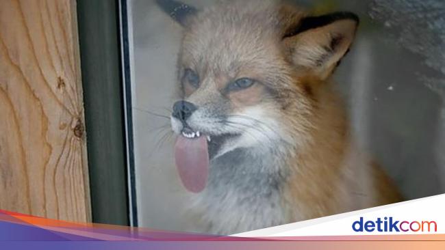 Ekspresi Konyol Hewan yang Bikin Gemas