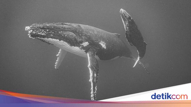 Jawara Kontes Foto iPhone yang BikinKagum, iPhone XS Ikut Unjuk Gigi