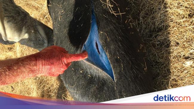 California Keluarkan Peringatan Waspada Babi 'Biru Neon'