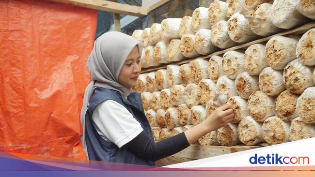 Jurus BUMN Bikin Petani Jamur dan Kopi di Pedesaan Naik Kelas