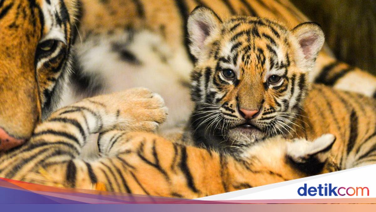 Duka menyelimuti Bandung Zoo setelah kematian Huru dan Hara, anak harimau benggala. Keduanya meninggal akibat virus panleukopenia pada usia 8 bulan. Simak selengkapnya di sini!

Via @detikjabar_