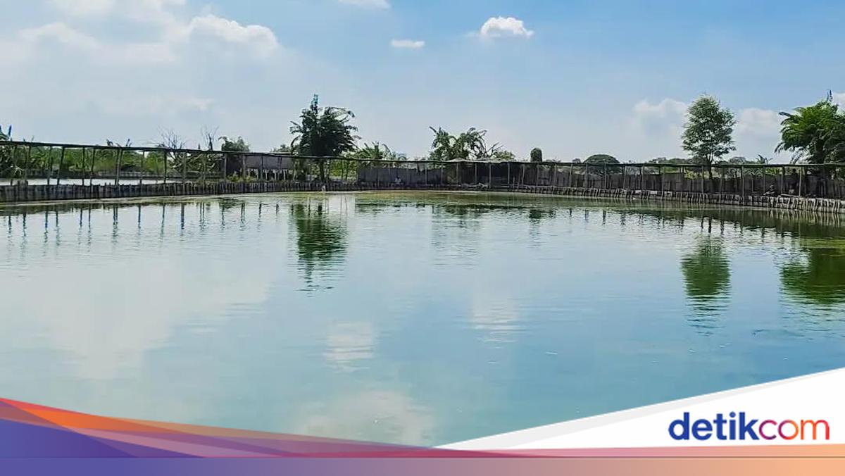 Peristiwa saling lapor polisi terjadi antara pemilik pemancingan dan tiga pemuda yang diduga mencuri ikan di Ponjong, Gunungkidul. Begini duduk perkaranya versi lurah setempat!

via @detikjogja_