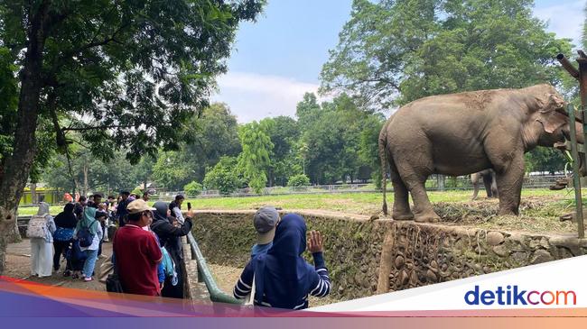 Anak Sedih Kalah Lomba 17-an, Solusinya Liburan ke Ragunan