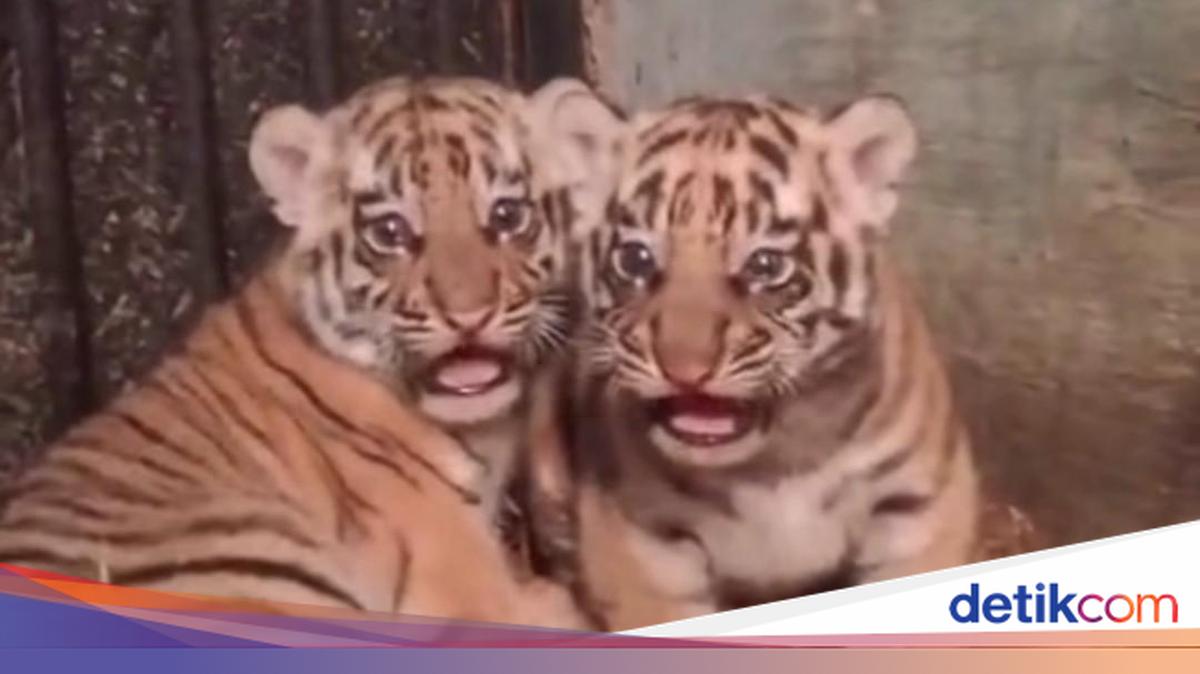 Dua anak harimau Benggala, Huru dan Hara, meninggal akibat virus panleukopenia di Kebun Binatang Bandung. Berikut kronologinya!

Via @detikjabar_