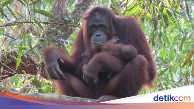 Kabar Gembira! Orangutan Kalimantan Lahirkan Seekor Bayi Betina