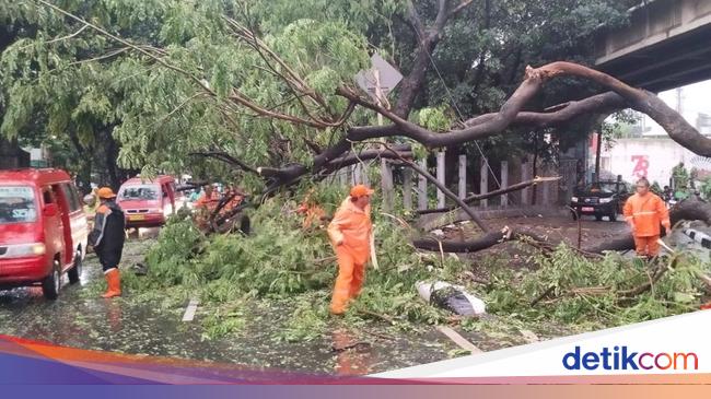 Hujan dan Angin Kencang, 10 Pohon di Jaksel-Jaktim Tumbang