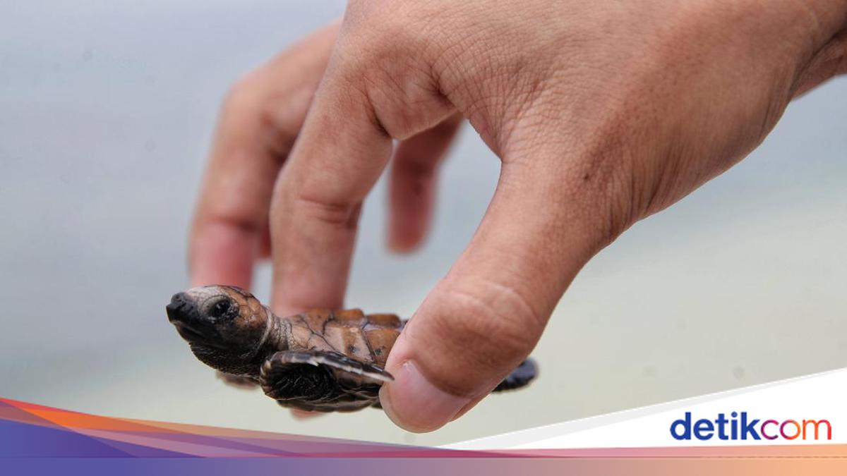 27 November Memperingati Hari Apa? Ini Penjelasannya