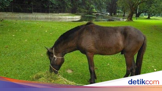 Ketika Sofi Menentramkan Berahi Sandalwood