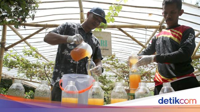 Madu Lebah Liar Aceh Jadi Primadona, Produksi Capai 10 Ton per Tahun