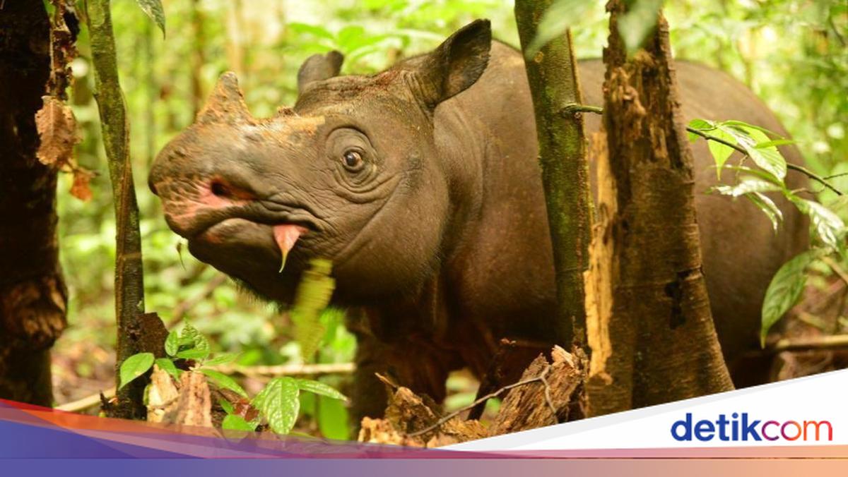 Badak Kalimantan Tinggal 2, Pari Salah Satunya dan Harus Segera ...