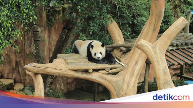 Taman Safari Indonesia Jalankan Inseminasi Panda Raksasa