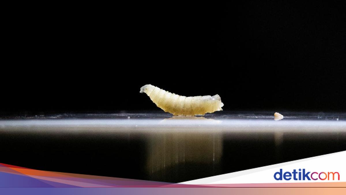 Ada Belatung di Menu MBG Siswa OKI Sumsel, Diduga dari Telur Saus Sambal